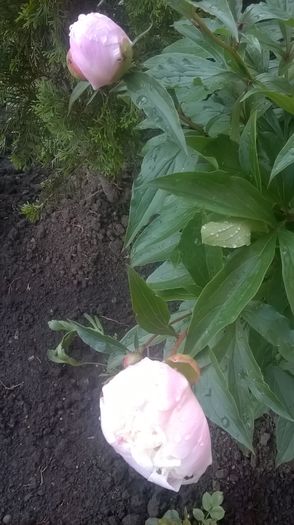 WP_20160516_07_34_42_Pro