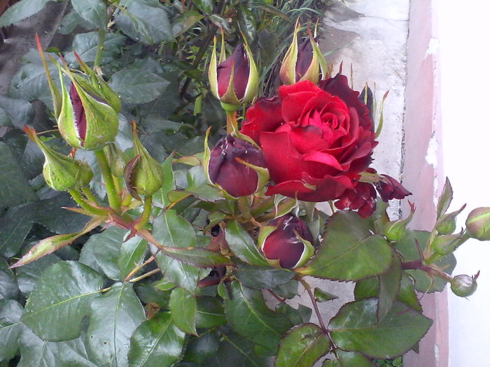 IMG_20160517_112903 - Mica mea gradina cu flori