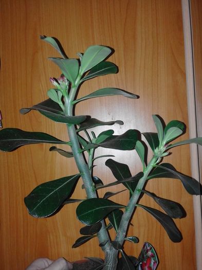 adenium rosu , planta matura 40 cm