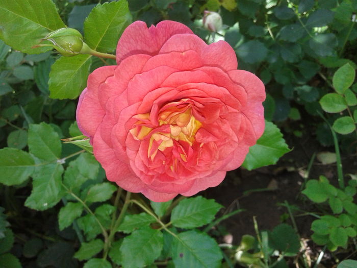 20160517_102938 - English rose   Christopher Marlowe