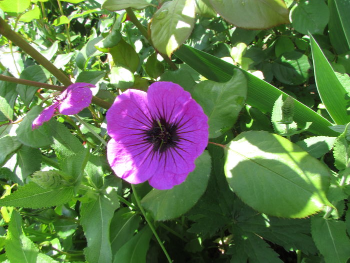 Geranium Ivan