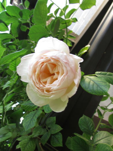 Uetersener Klosterrose