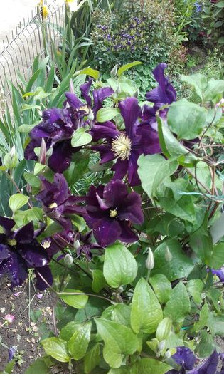 20160517_124227 - 1 clematis 2016