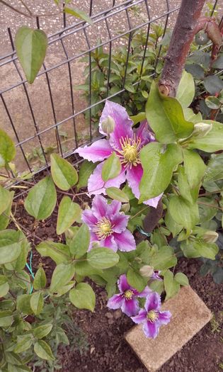 20160517_123316 - 1 clematis 2016