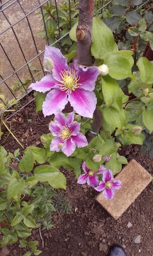 20160517_123342 - 1 clematis 2016