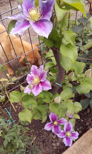 20160517_123355 - 1 clematis 2016