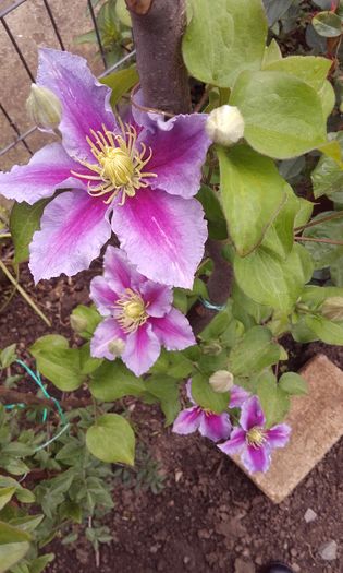 20160517_123347 - 1 clematis 2016