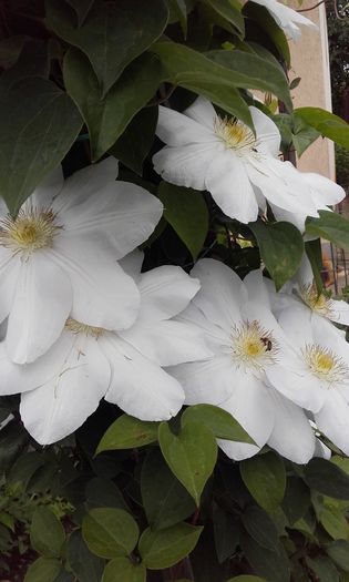 20160517_124545 - 1 clematis 2016