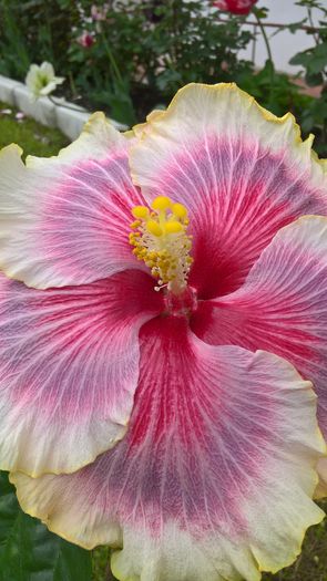 WP_20160517_14_53_23_Pro - Hibiscus Tahitian Taui