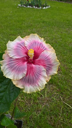 WP_20160517_14_52_45_Pro - Hibiscus Tahitian Taui