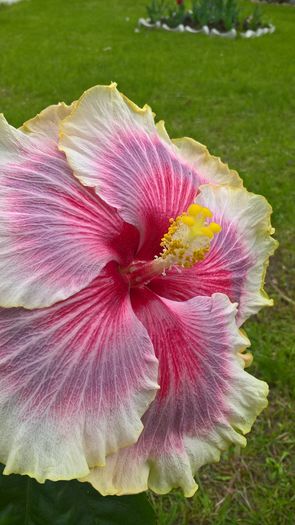 WP_20160517_14_52_50_Pro - Hibiscus Tahitian Taui