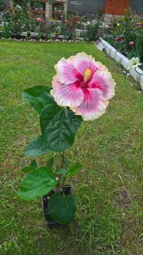 WP_20160517_14_53_07_Pro - Hibiscus Tahitian Taui