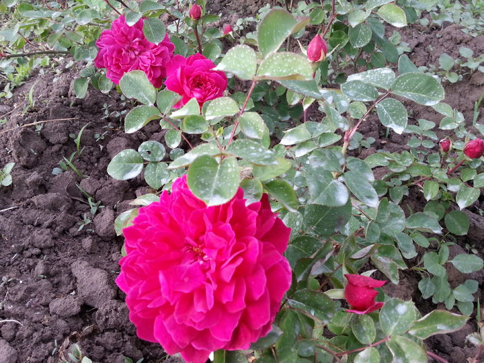 sophy s rose