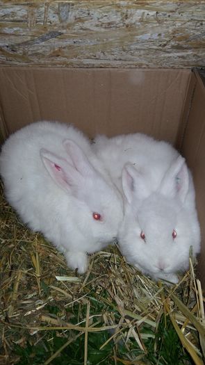 noi achizitii neozeilandezi