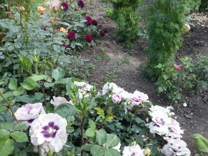 20160515_174616[1]