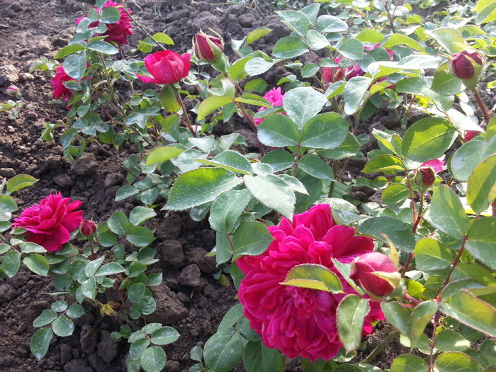 sophy s rose
