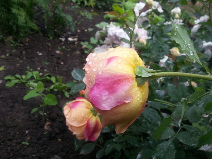 lady of shalott