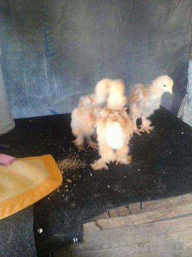 cochinchina galben; Cristian75
