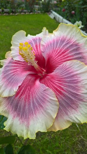 WP_20160517_14_53_19_Pro - Hibiscus Tahitian Taui