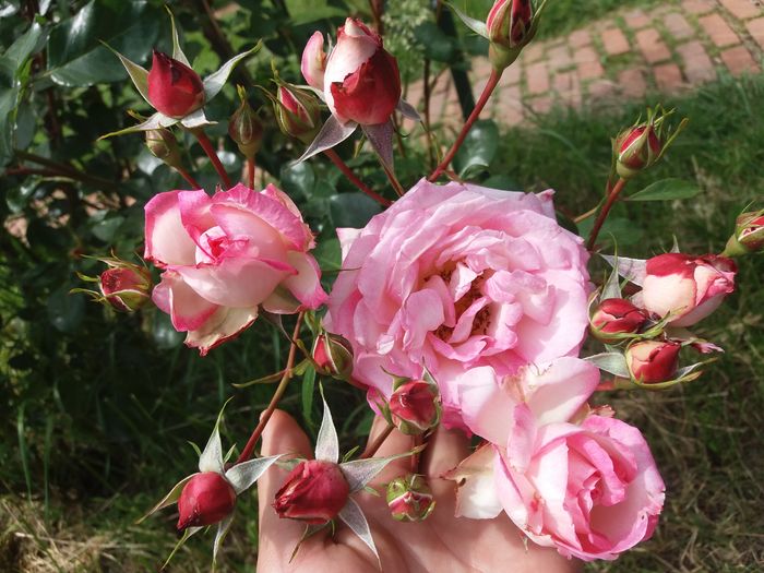 20160516_152223 - Vizita la Gradina Botanica Bucuresti