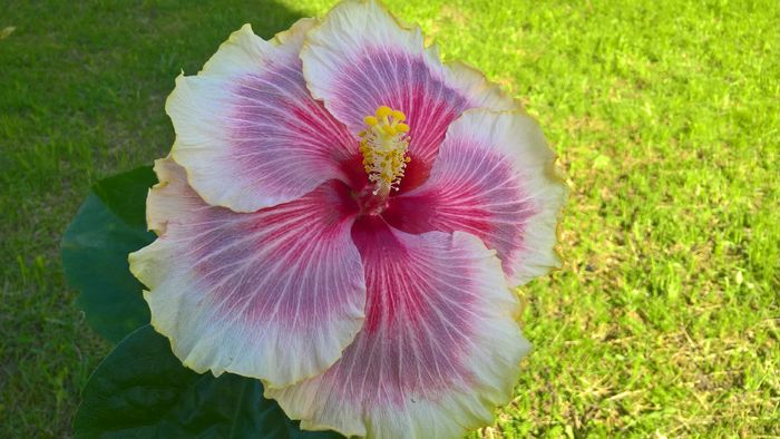 WP_20160517_17_09_41_Pro - Hibiscus Tahitian Taui