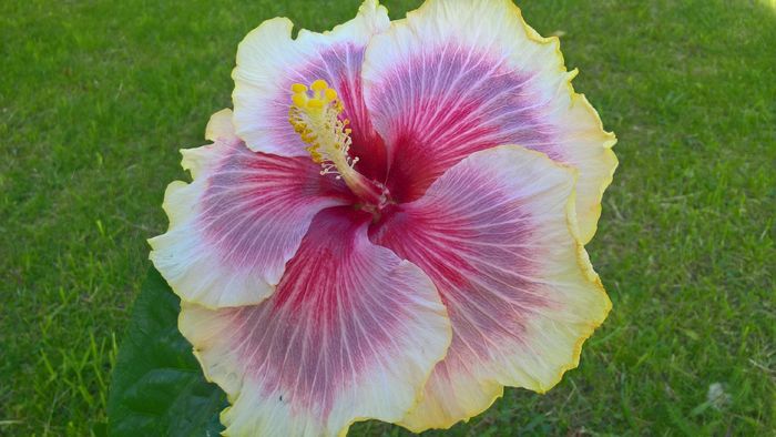 WP_20160517_17_09_38_Pro - Hibiscus Tahitian Taui