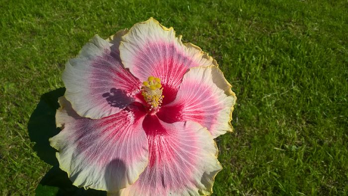 WP_20160517_17_09_25_Pro - Hibiscus Tahitian Taui