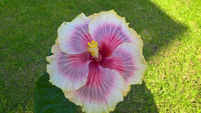 WP_20160517_17_09_33_Pro - Hibiscus Tahitian Taui