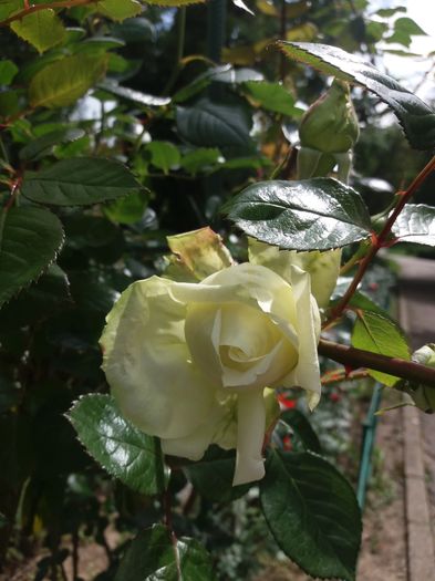 trandafir vernil catarator