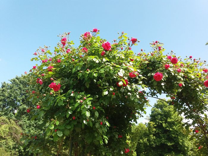 20160516_150353 - Vizita la Gradina Botanica Bucuresti