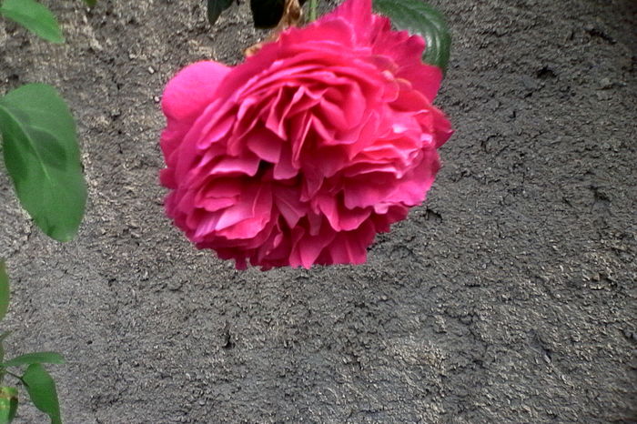 Madame Isaac Pereire