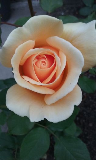 020