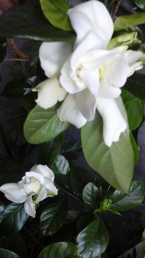 20160517_183009 - Gardenii 2016