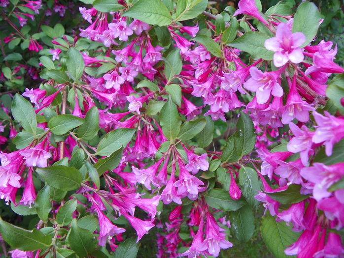 weigela Pink Princess - Copacei si arbusti 2016
