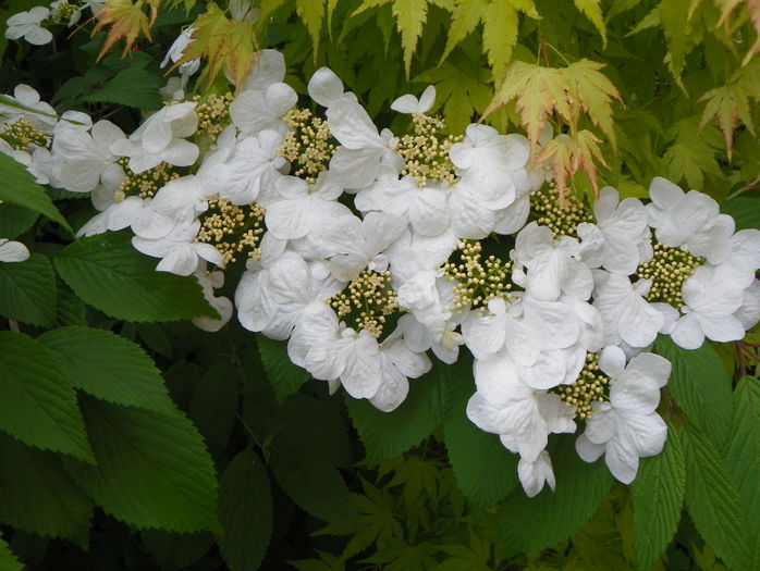 viburnum plic. Lanarth - Copacei si arbusti 2016