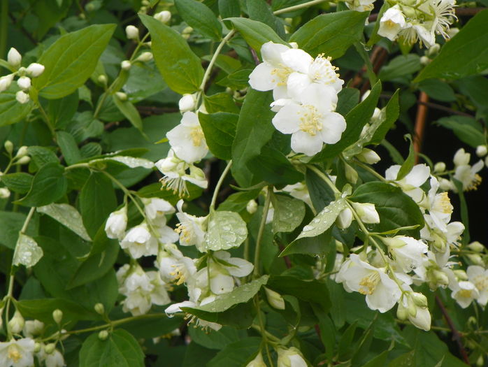 philadelphus coronarius - Copacei si arbusti 2016