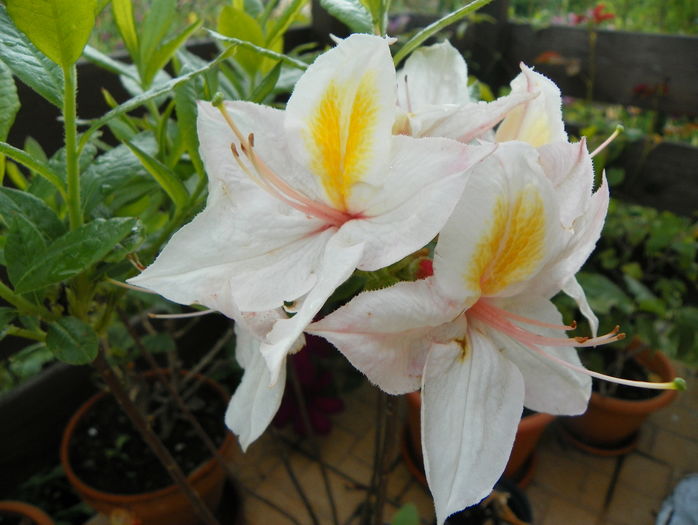 azalea Arima - Copacei si arbusti 2016