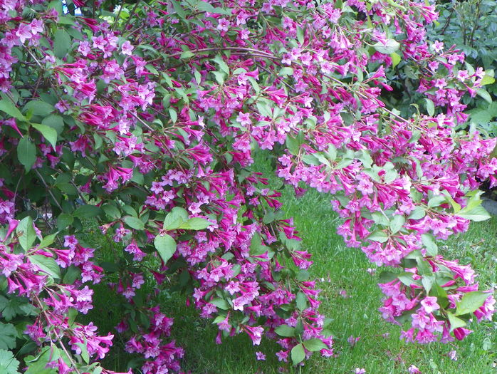 weigela Pink Princess - Copacei si arbusti 2016