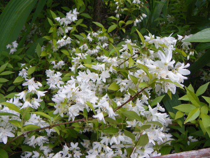 deutzia Nikko - Copacei si arbusti 2016
