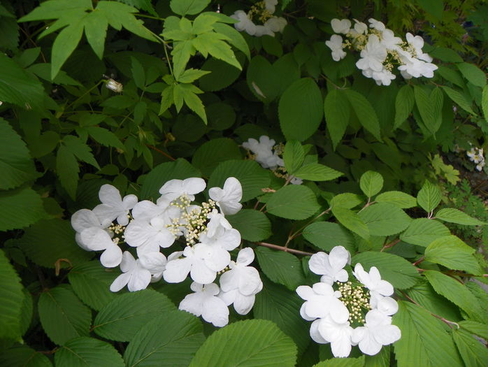 viburnum plic. Lanarth - Copacei si arbusti 2016