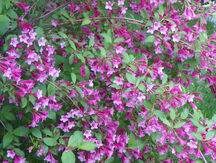weigela Pink Princess - Copacei si arbusti 2016