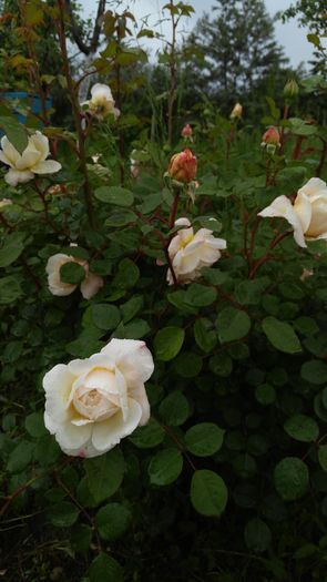 IMG_20160517_174643 - Trandafiri