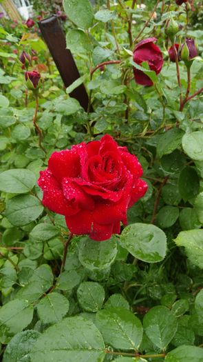 IMG_20160517_174358 - Trandafiri