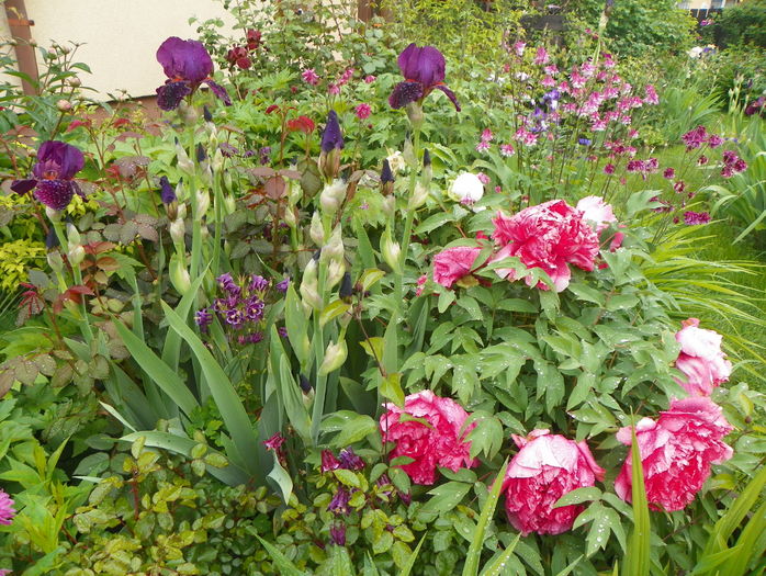17 mai (46) - Gradina 2016
