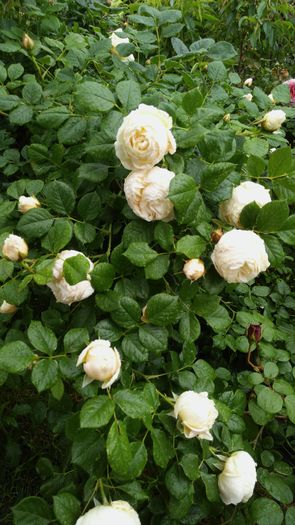 IMG_20160517_174246 - Trandafiri
