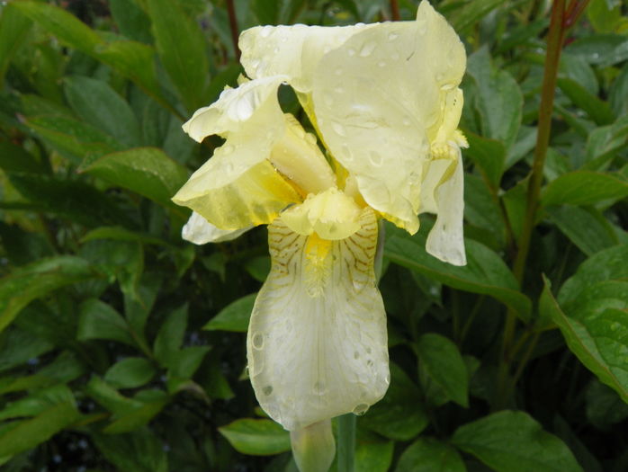 flavescens - Irisi 2016