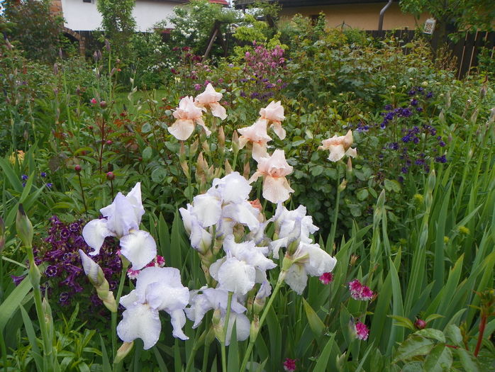 English Cottage si Edward of Windsor - Irisi 2016
