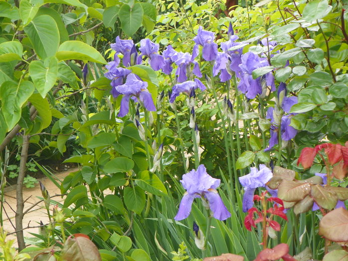 iris pallida - Irisi 2016
