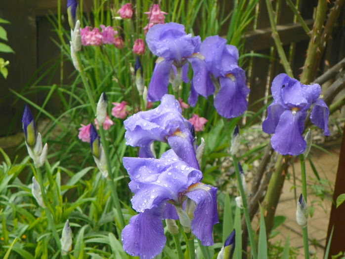 iris pallida - Irisi 2016