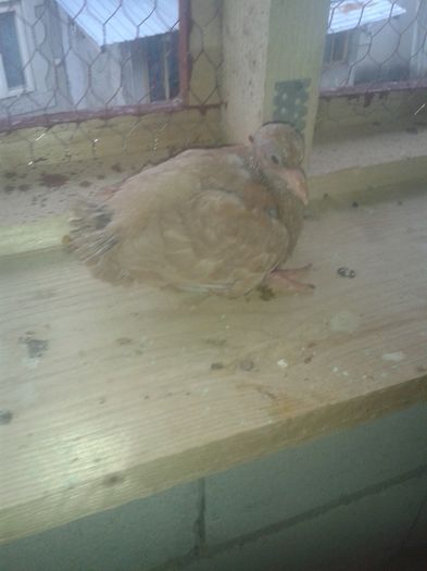 20160516_180749 - primii pui